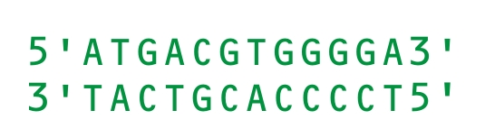 File:Example DNA sequence.png