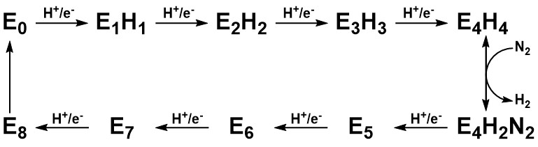 File:Lowe-Thorneley Kinetic Model.jpg