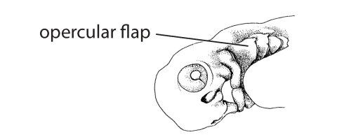 File:Q2. Hyoid flap (G03e).png