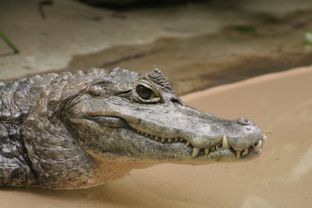 File:Spectacled Caiman.JPG