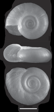 File:Biomphalaria tenagophila shell.png