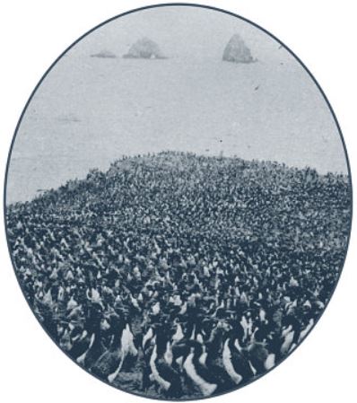 File:Guanay cormorant colony South Chincha Island.jpg