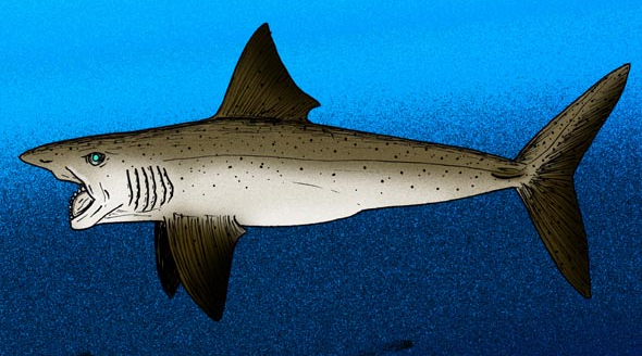 File:Helicoprion bessonovi cropped.png