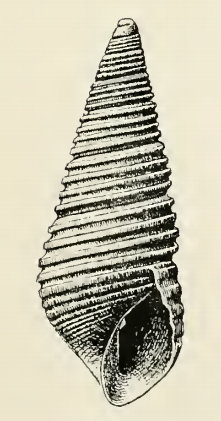 Odostomia grammatospira 001.png