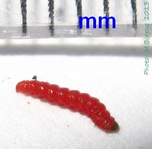 Phodoryctis caerulea larvae.jpg
