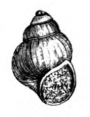 Viviparus carinifer shell.png