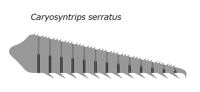 File:20191221 Radiodonta frontal appendage Caryosyntrips serratus.png