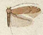 Phyllonorycter obsoleta.JPG