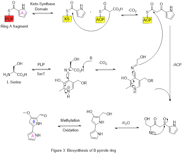 Biosynthesis of pyrrole ring B