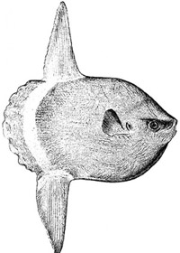 Sunfish.jpg