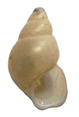 Wattebledia siamensis shell.png