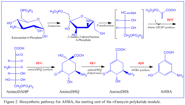 AHBA biosyn1.png