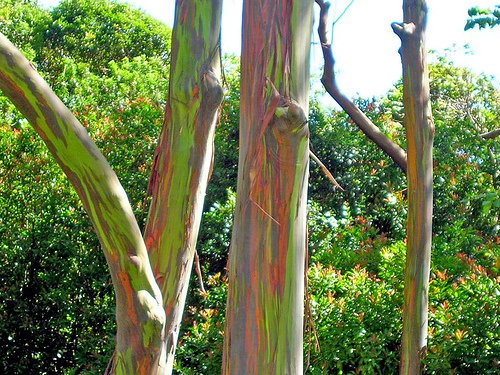 File:Eucalyptus deglupta-trees.jpg