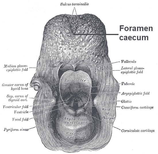 File:Foramen caecum.png