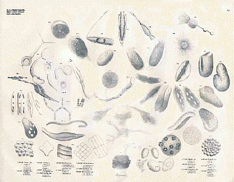 File:Georg August Goldfuss Protozoa Infusoria Monades.jpg