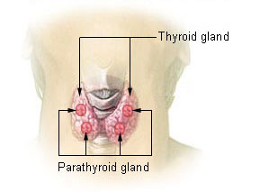 File:Illu thyroid parathyroid.jpg