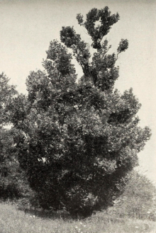 Ulmus carpinifolia var. koopmanni.jpg