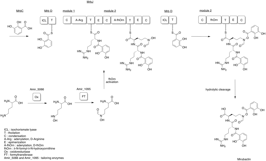 Biosynthesis of mirubactin as proposed by Giessen, T. and coworkers (2012).