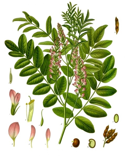 File:Glycyrrhiza glabra - Köhler–s Medizinal-Pflanzen-207.jpg