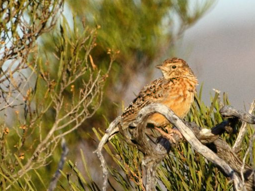 File:Mirafra apiata -Namaqua National Park, South Africa-8 Cropped.jpg