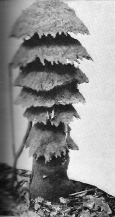 Mushroom-shaped termite mound, Belgian Congo.jpg