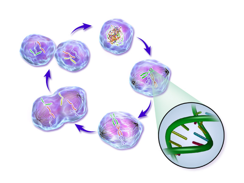 File:Normal Cell Life Cycle.png