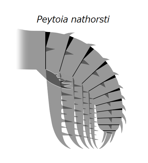 File:20191229 Radiodonta frontal appendage Peytoia nathorsti Laggania cambria.png