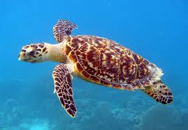 File:Hawksbill Sea Turtle (Critically Endangered Species).jpg