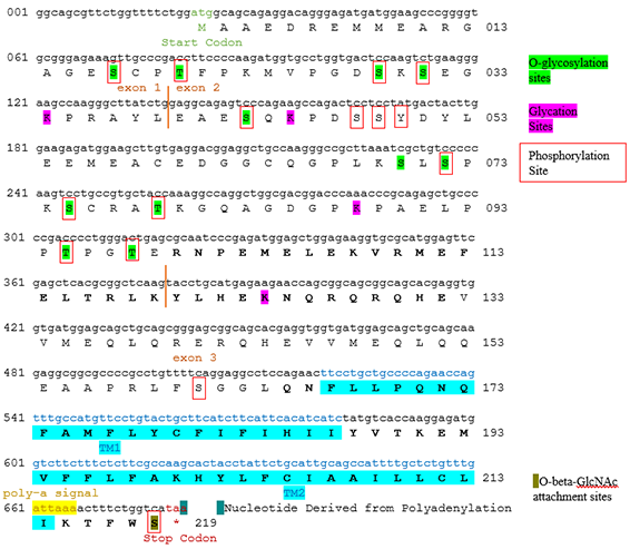 A conceptual translation of TMEM247 and predicted modifications to its protein product