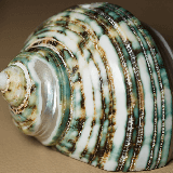 File:160 by 160 thumbnail of 'Green Sea Shell'.png