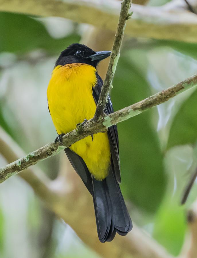 File:black-throated Shrike-tanager, Lanio Aurantius (cropped).jpg 