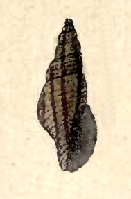 Daphnella varicosa 001.jpg
