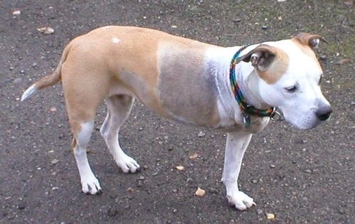 File:Three-legged-dog sheila 32nd day past amputation.jpg