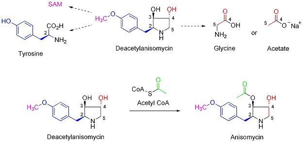 Anisomycin biosynthesis.png