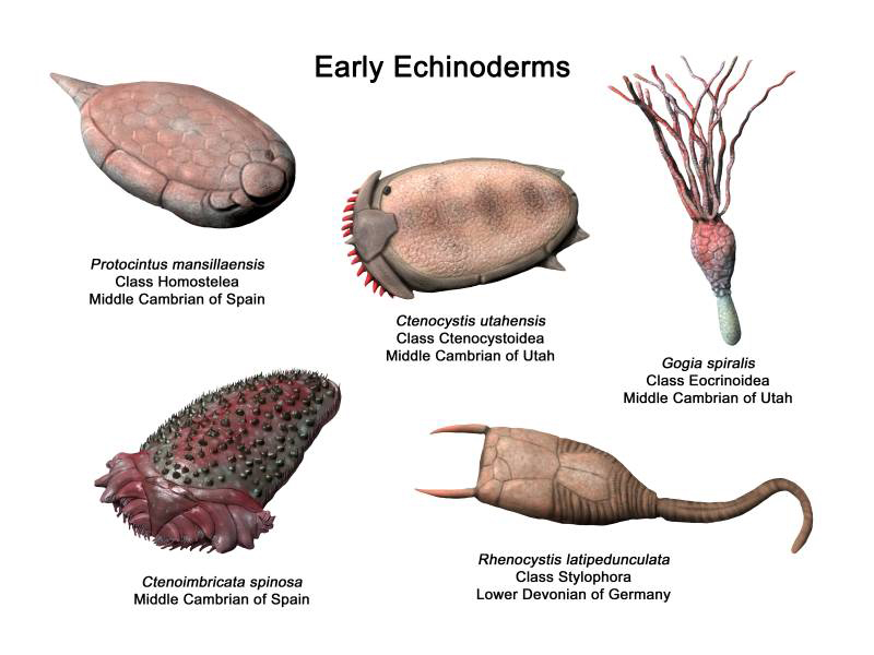 File:EarlyEchinoderms NT.jpg