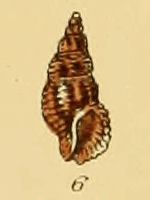 Lachesis minima (Sowerby).jpg
