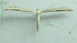Oidaematophorus borbonicus.jpg