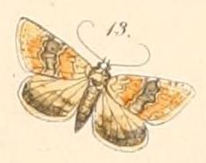 Pl.108-13-Eublemma delicata (Felder & Rogenhofer 1874).JPG
