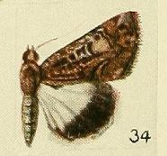 34-Catephia serapis Fawcett, 1916.JPG