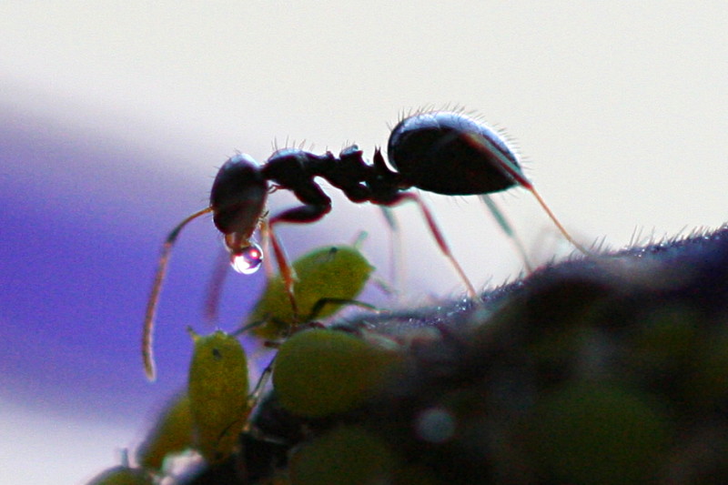 File:Ant Receives Honeydew from Aphid.jpg