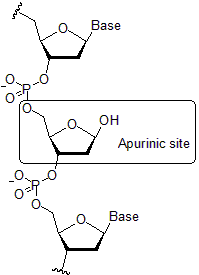 Apurinic Site.png