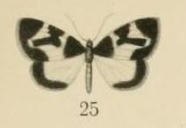 Aurevilius, 1910. Pl.2-25-(Hydrelia) Asthenotricha meruana.JPG