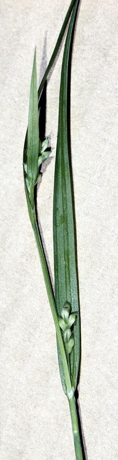 Carex leptonervia NRCS-1.jpg