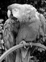 Grayscale 2bit palette sample image - gimp dithered.png