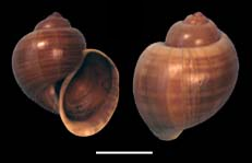 Pomacea poeyana shell.png