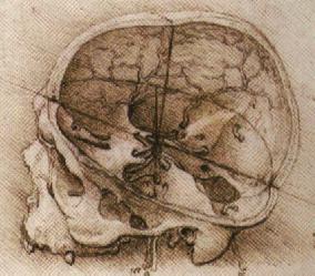 File:View of a Skull.jpg