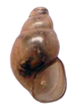 Wattebledia baschi shell.png