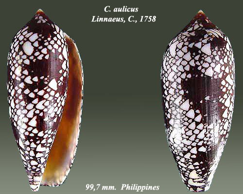File:Conus aulicus 1.jpg
