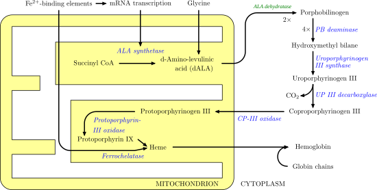 File:Heme synthesis.png