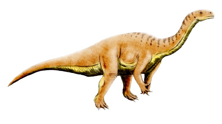 File:Leonerasaurus NT.jpg